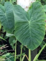 Colocasia green coral โคโลคาเซีย กรีน เคอเรล ตัดใบส่ง