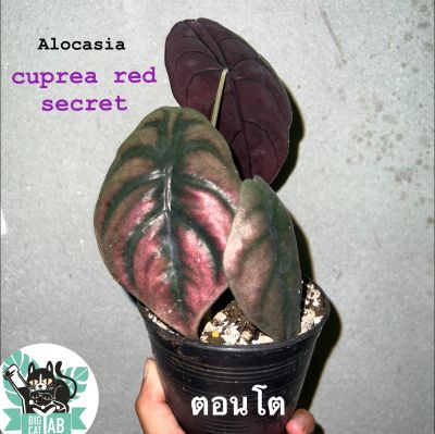 Alocasia cuprea red secret อโลคาเซีย  คูเปีย เรด ซีเคร็ท