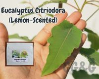 เมล็ดพันธุ์ ยูคาลิปตัสประดับ Eucalyptus Citriodora (Lemon-Scented) ใบหอมแรงมากๆ (กลิ่นเลม่อน+ตะไคร้หอม) ซองละ 12 เมล็ด