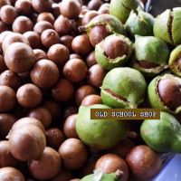 เมล็ดแมคคาเดเมียดิบสำหรับปลูก Macadamia บรรจุ 25 เมล็ด 199 บาท