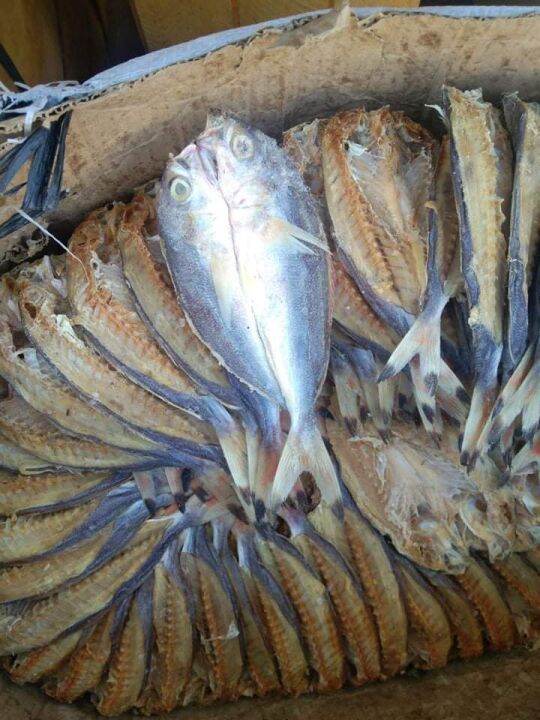 Dried Dalagang Bukid 1/2 KILO Lazada PH