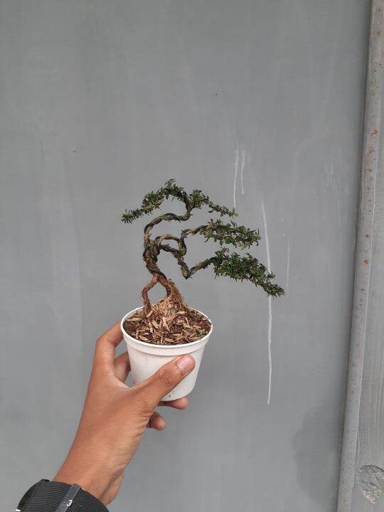 Bonsai Shito Seribu Bintang Micro