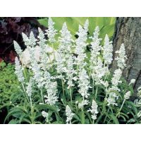 เมล็ดพันธุ์ ซัลเวีย สีขาว ( salvia flower white seed ) บรรจุ 20 เมล็ด