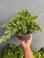 ต้นสนเลื้อยแคระ-สนจูนิเปอร์ Juniperus procumbens#กระถาง 8 นิ้ว