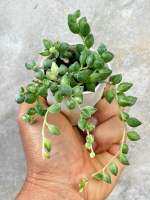 Senecio Herreianus variegated สร้อยไข่มุกรีด่าง น่ารักๆ กระถาง 2 นิ้ว