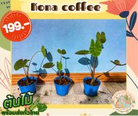 โคน่า คอฟฟี่ ☕️Colocasia Kona Coffee ? สั่งขั้นต่ำ 3 ต้นขึ้นไป คละชนิดได้จ้า