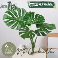 มอนสเตอร่าไจแอนท์ ☘️Monstera Deliciosa?ตอนโตสวยอาร์ทมาก☘️