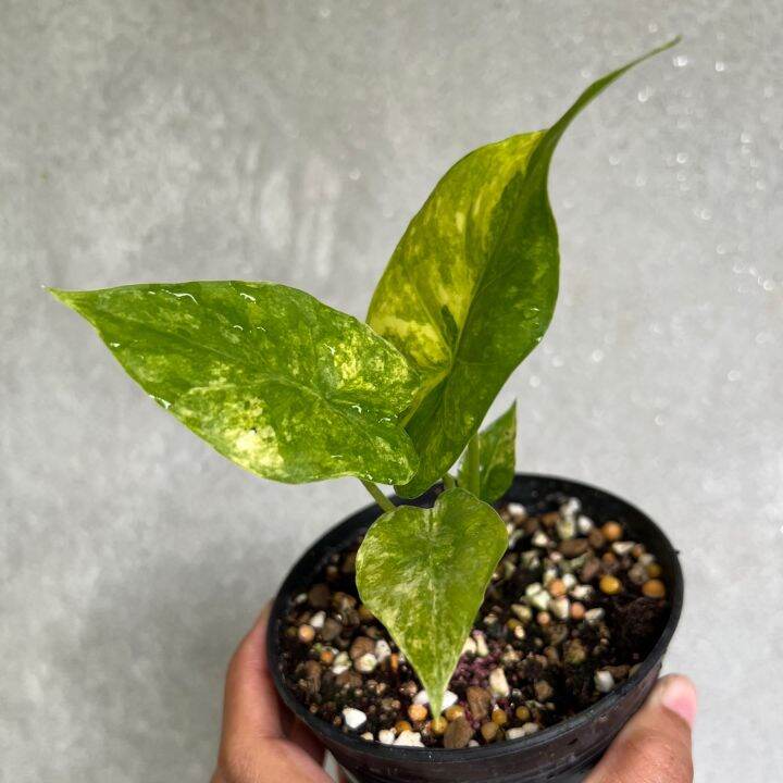 บอนหูช้างด่างเหลือง-alocasia-gageana-aurea-variegated-เลือกต้นได้