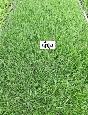 หญ้าญี่ปุ่น หญ้าสนาม หญ้าญี่ปุ่นเเท้ 50x100cm. Japaness Lawn Grass หญ้าสด หญ้าจริง ส่งตรงจากไร่