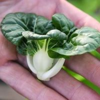 เบบี้ผักฉ่อย Baby bok Choi Seeds