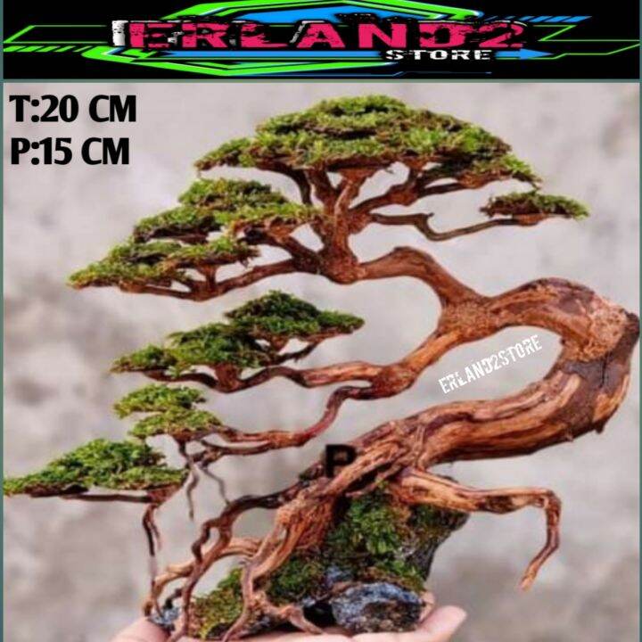 bonsai aquascape akar rasamala Lazada Indonesia