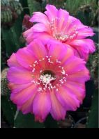 กระบองเพชร cactus หน่อเด็ดสด Echinopsis ปิติ  สีดอกสวยสวย ขนาด 2.5 - 3 ซม.