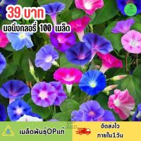 เมล็ดพันธุ์ ดอกมอนิ่งกลอรี่ บรรจุ 100 เมล็ด ดอกสวย