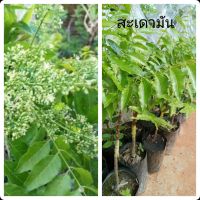 ต้นสะเดามันเสียบยอด สูง30-40ซม. ในถุงขนาด3.5×9นิ้ว