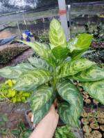 ?Aglaonema มหาเศรษฐี?  ?ส่งพร้อมถุงขนาด 4*9 นิ้ว