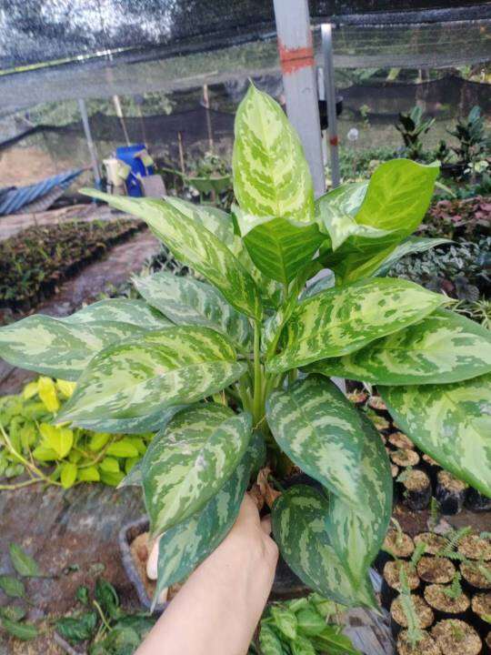 aglaonema-มหาเศรษฐี-ส่งพร้อมถุงขนาด-4-9-นิ้ว