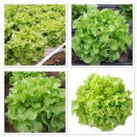 เมล็ดพันธุ์ ผักสลัด กรีนโอ๊ค ลีฟ ออโรร่า (Green Oakleaf Aurora Lettuce ) บรรจุ 1000 เมล็ด เขียวสวย ทรงพุ่ม เมล็ดพันธุ์นำเข้าจากประเทศอเมริกา