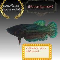 แม่พันธุ์เกรด AA+ แปดริ้วมาเลย์สีเขียว ไข่แน่น ชุดวูคอง  มีรับประกัน