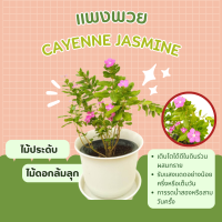 ต้นแพงพวย แพงพวยไทย ไม้ดอก Madagascar periwinkle, Vinca,Old maid, Cayenne jasmine, Rose periwinkle