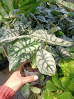 ???อโลคาเซีย ซิลเวอร์ดราก้อน (มังกรเงิน) Alocasia Silver Dragon ?? จัดส่งพร้อมกระถางขนาด 3.5-4 นิ้ว น้องฟอร์มสวยน่ารัก้นและใบแข็งแรง