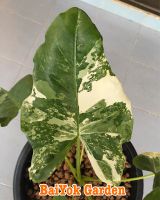 บอนกระดาดด่าง : Alocasia Macrorrhizos (L.) G.Don