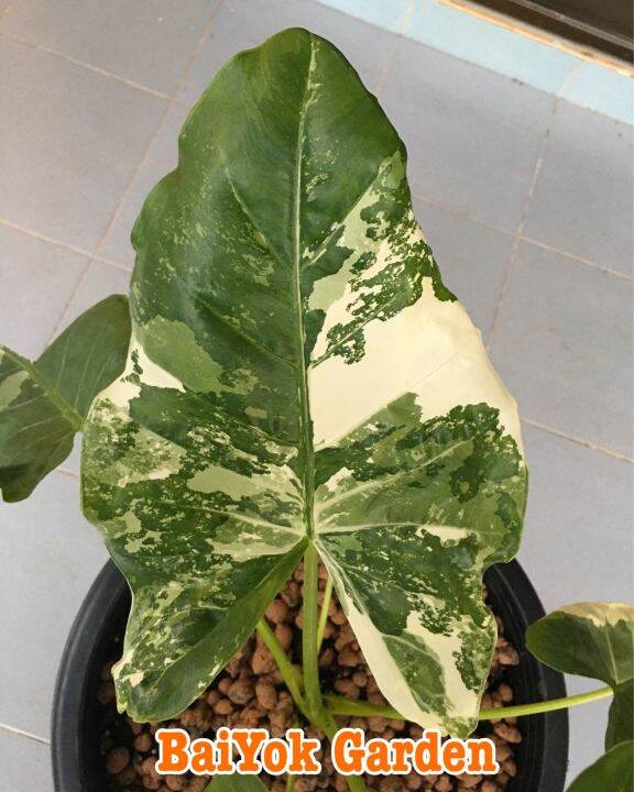 บอนกระดาดด่าง-alocasia-macrorrhizos-l-g-don