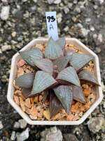 Haworthia Hybird Thailand กระถาง 3 นิ้ว  จัดส่งทั้งกระถาง รหัส 73A-96A