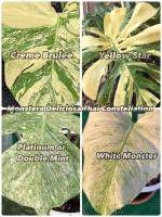 Montera  Mint Variegated มอสเตอร่า มิ้น แบบขวดปลอดเชื้อ