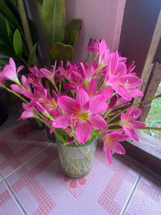 ดอกบัวดินสีชมพู1ชุด5หัวไม้ดอกไม้ประดับ