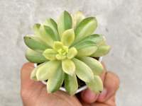 Echeveria Minibelle variegated ไม้อวบน้ำด่าง น่ารัก กระถาง 2 นิ้ว