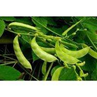 เมล็ดพันธุ์ ถั่วแปป สีเขียว ( Hyacinth Bean ) บรรจุ 10 เมล็ด ลูกดก กินดี