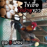 ไข่เชื้อไก่ป่าหูขาว ชุด 5 ฟอง สำหรับฟัก