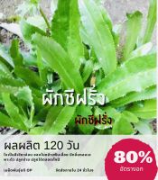 เมล็ดผักชีฝรั่ง (ซื้อ 10 แถม 1 คละอย่างได้)