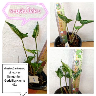 ห่อเงินห่อทองด่างแคระ Syngonium Godzilla กระถาง​4นิ้วระบุต้นได้คะ