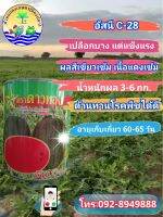 ?แตงโมอัสนีC-28?ตราดาวทอง⭐⚖️ขนาด 250 กรัม ผลยาวรี เนื้อแน่น หวานกรอบ ขนาดผล 4-6 กิโลกรัม(ส่งฟรี)