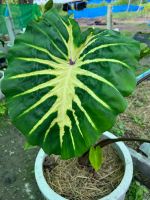 โคโลคาเซีย ไวท์ลาวา (Colocasia white lava)