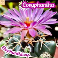 [ช้าง] Coryphantha Elephantidens  ส่งพร้อมกระถาง แคคตัส Cactus Succulent Haworthia Euphorbia ไม้หายาก พืชอวบน้ำ ไม้หนาม ไม้ทะเลทราย กระบองเพชร