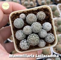 [ MAM6 ] แมมมิลลาเรีย ลาเซียแคนต้า (Mammillaria Lasiacantha) แคคตัส กระบองเพชร ไม้อวบน้ำ ไม้เมล็ด ไม้ชำหน่อ แมม
