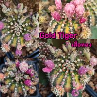 เมล็ดเสือทอง Gold Tiger เก็บใหม่ๆสดๆจากในสวน