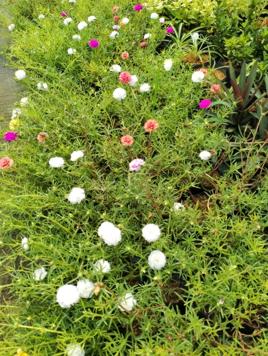 Vietnam rose Lazada PH