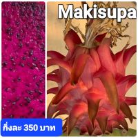 แก้วมังกรพันธุ์ Makisupa