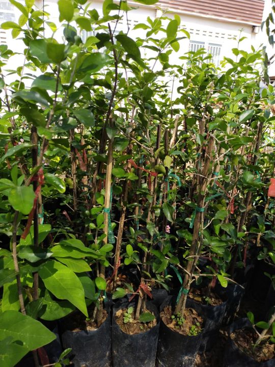 ต้นเชอรี่หวานเชอรี่ไทยแบบตอนกิ่งพร้อมปลูก-ยินดีเครมสินค้าฟรีหากเกิดความเสียหายจากขนส่ง