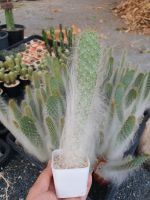 ?โอพันเทียสโนว์(Opuntia snow)?แคคตัส /ไม้อวบน้ำ