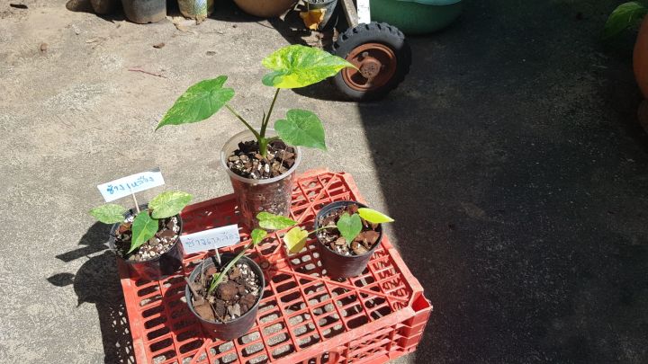 หูช้างด่างเหลืองalocasia-gageana-aura-variegated