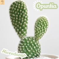 [หูกระต่าย ขาว] Opuntia Microdasys ส่งพร้อมกระถาง White Bunny Ears แคคตัส ทะเลทราย ไม้อวบน้ำ Cactus Succulents ทนแดด ทนแล้ง ทนฝน ไม้หนาม พืชอวบน้ำ หนามสีขาว