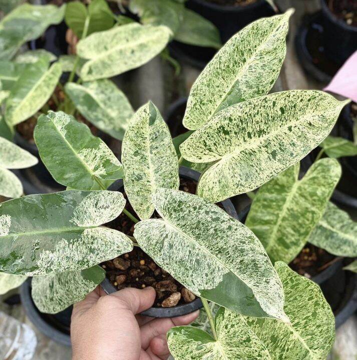 Philodendron burle marx Mint variegeted | Lazada