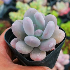 売り切れ必至！ 多肉植物 三日月美人錦 その他 - rinsa.ca
