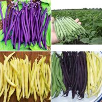 เมล็ดพันธุ์ ถั่วแขก สีม่วง , สีเขียว , สีเหลือง บรรจุ 12 เมล็ด Bush Bean