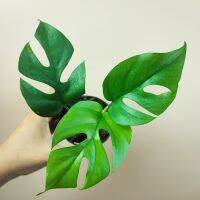 Philodendron ginny Rhaphidophora terrasperma Mini Monstera มอนสเตอร่าจินนี่