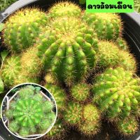 ?Cactus ดาวล้อมเดือน?แตกหลายหน่อ ส่งพร้อมกระถาง 4 นิ้ว